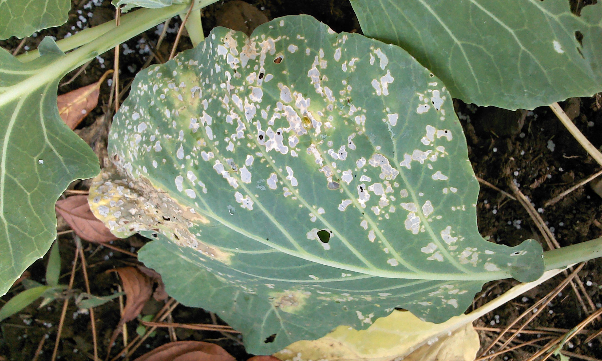 양배추 사진인데요 조언좀 부탁드립니다.